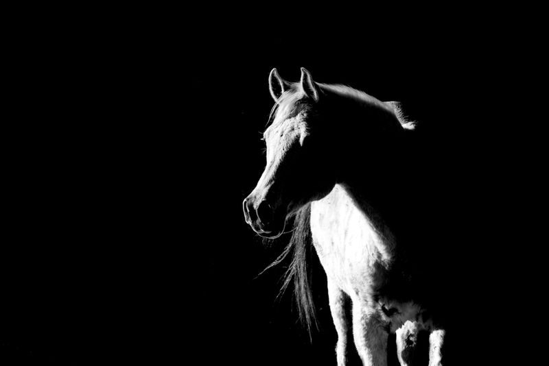 Horse standing in front of black background. 