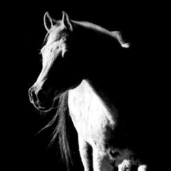 Horse standing in front of black background. 