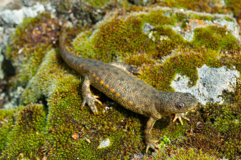 An Iberian ribbed newt sitting on a mossy rock.