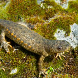 An Iberian ribbed newt sitting on a mossy rock.
