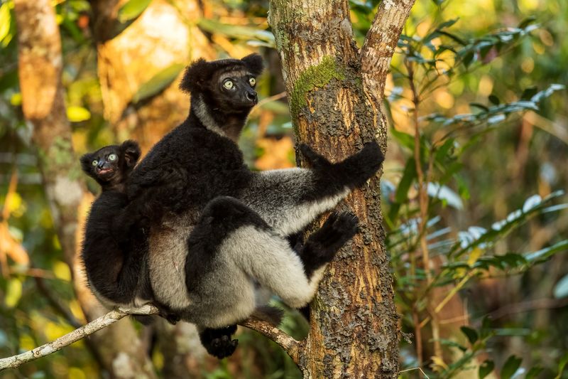 Indiri, a criticailly endangered lemur native to Madascagar. 