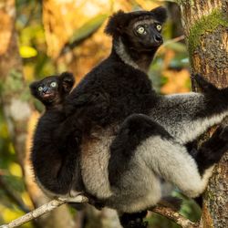Indiri, a criticailly endangered lemur native to Madascagar. 