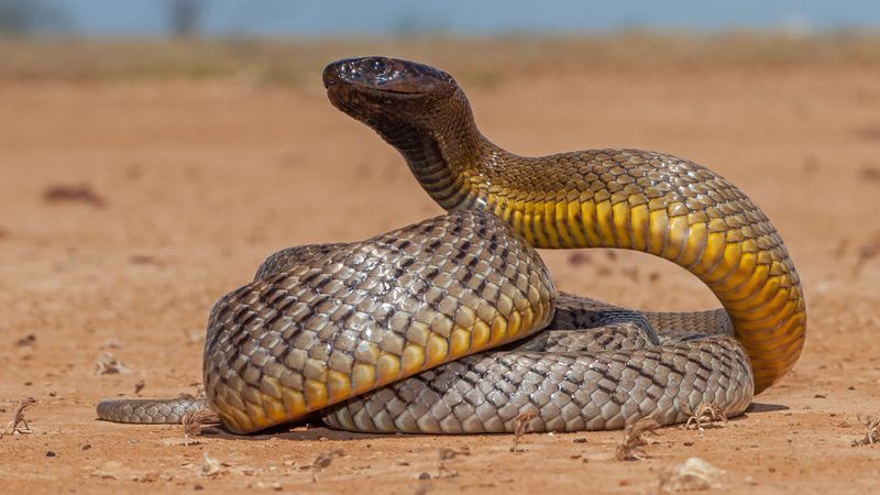 Australian Highly venomous Inland Taipan