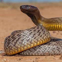 Australian Highly venomous Inland Taipan