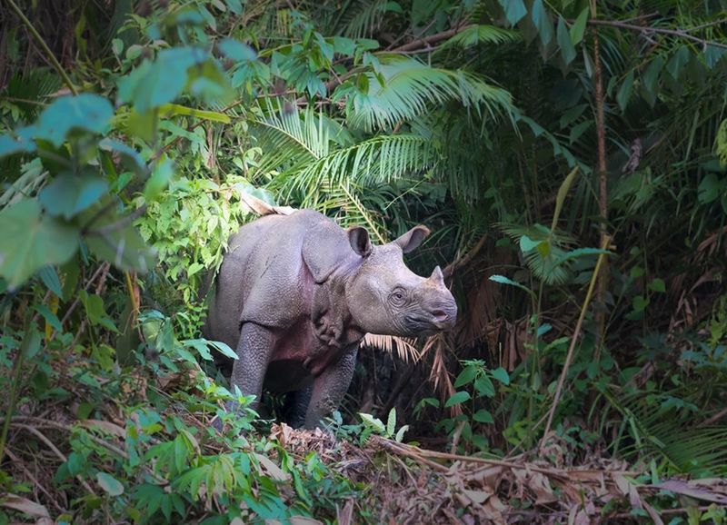 Javan rhino