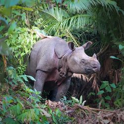 Javan rhino