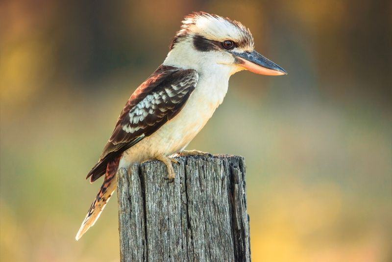 Kookaburras are known for their laugh, but they're one of several bird species that seem to be having a joke on simple-minded geneticists.