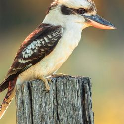 Kookaburras are known for their laugh, but they're one of several bird species that seem to be having a joke on simple-minded geneticists.