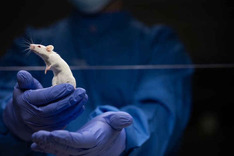 Lab mice being held by a person with purple gloves.