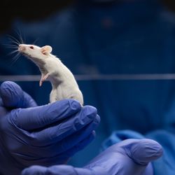Lab mice being held by a person with purple gloves.