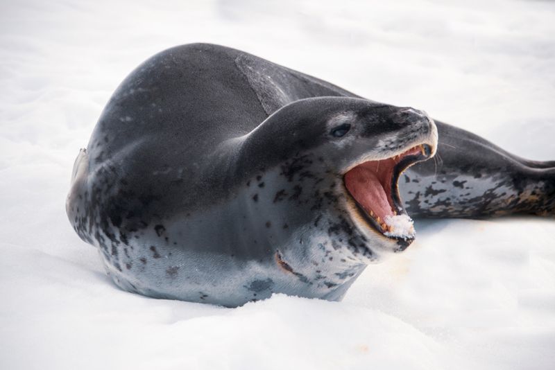Leopard seal on Antarctic ice