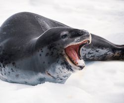 Leopard seal on Antarctic ice