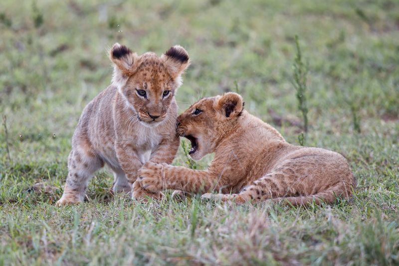 Lion cubs playing in the Masai Mara Game Reserve in Kenya