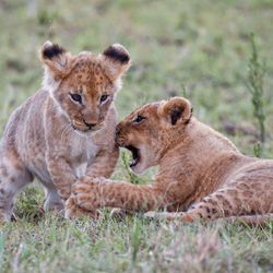 Lion cubs playing in the Masai Mara Game Reserve in Kenya