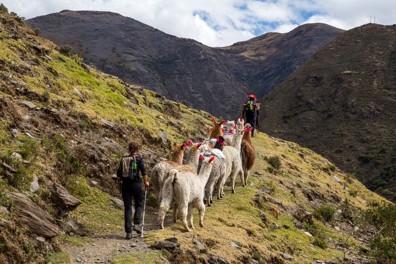 Trekking with llamas on the route from Lares in the Andes.