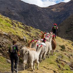 Trekking with llamas on the route from Lares in the Andes.