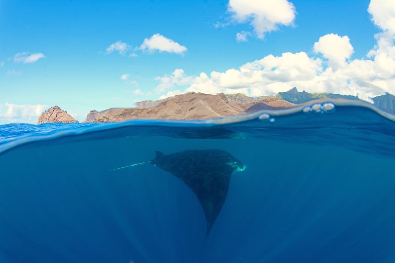 A spilt screen photograph showing a manta ray swimming below the water and a rocky island above.