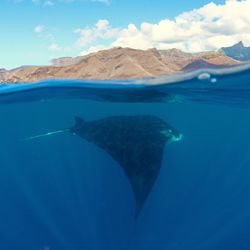 A spilt screen photograph showing a manta ray swimming below the water and a rocky island above.