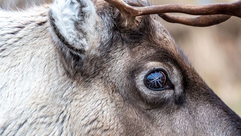 a reindeer with a bolt of lightning in its eye