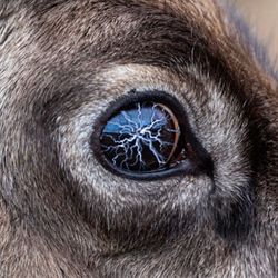 a reindeer with a bolt of lightning in its eye