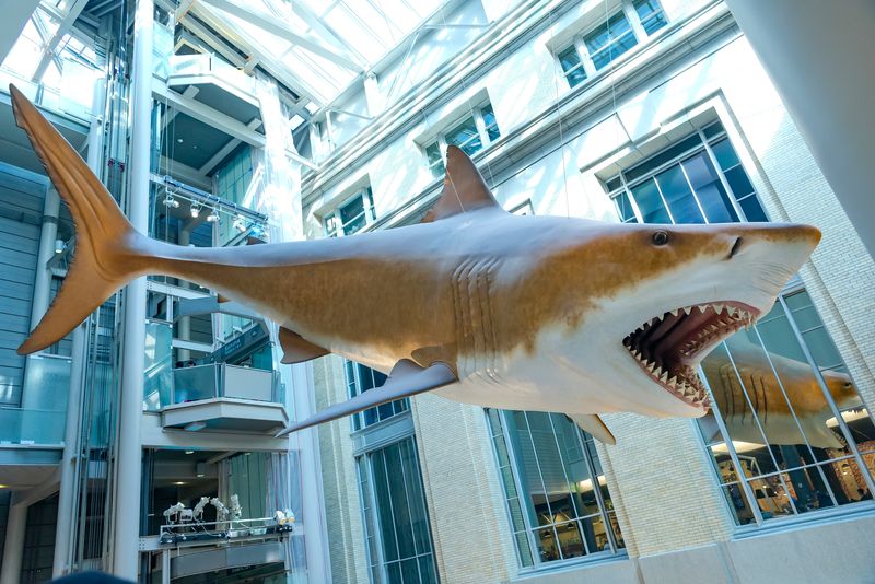 Life-size model of a prehistoric megalodon shark at the Smithsonian Institution's National Museum of Natural History in Washington, DC.