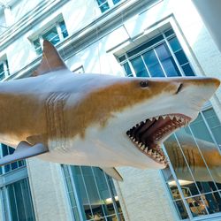 Life-size model of a prehistoric megalodon shark at the Smithsonian Institution's National Museum of Natural History in Washington, DC.