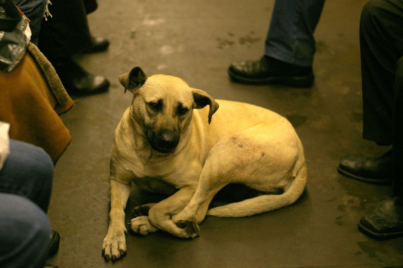 A photo showing a stray dog sitting on the carriage floor of a Moscow metro train. The legs of fellow passengers can be seen to either side of the shot. The dog looks relaxed and has its head cocked to one side, like it's listening. It's fur is uniformed creamy color but its muzzle is darker.