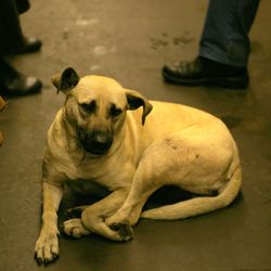 A photo showing a stray dog sitting on the carriage floor of a Moscow metro train. The legs of fellow passengers can be seen to either side of the shot. The dog looks relaxed and has its head cocked to one side, like it's listening. It's fur is uniformed creamy color but its muzzle is darker.