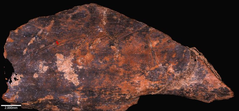 A bone butchered by a Neanderthal