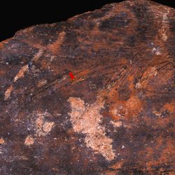 A bone butchered by a Neanderthal