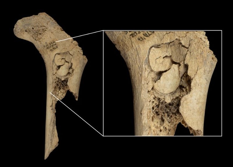 Bone of human child eaten by cannibals