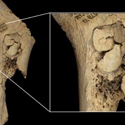 Bone of human child eaten by cannibals