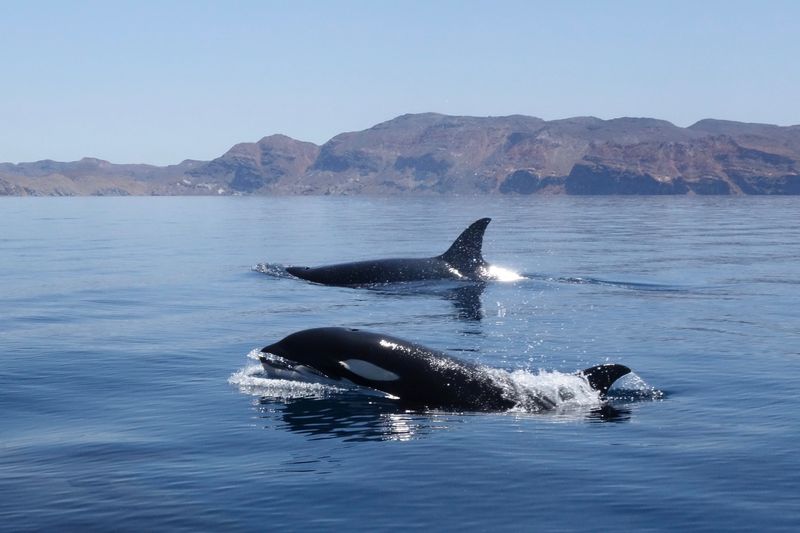 Two orcas are seen swimming in the ocean, surrounded by scenic mountains under a clear sky.