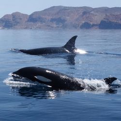 Two orcas are seen swimming in the ocean, surrounded by scenic mountains under a clear sky.