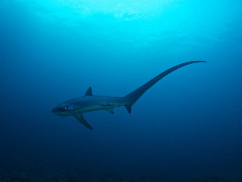 The Pelagic Thresher Shark (Alopias pelagicus), at Monad Shoal, near Malapascua Island in the Visayan Sea of the central Philippines. This species is listed as Endangered on the IUCN Red List of Threatened Species.