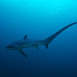 The Pelagic Thresher Shark (Alopias pelagicus), at Monad Shoal, near Malapascua Island in the Visayan Sea of the central Philippines. This species is listed as Endangered on the IUCN Red List of Threatened Species.