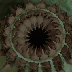 A penis worm, its throat not everted, covered in teeth. It looks like a sand worm from Dune.