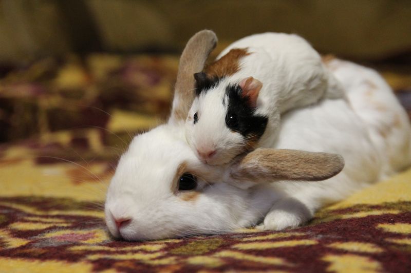 guinea pig laying on top of a rabbit