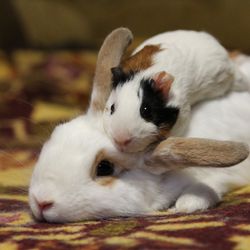 guinea pig laying on top of a rabbit