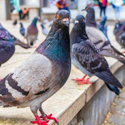 Group of pigeons city birds in the city plaza