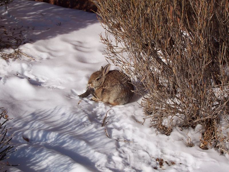 Rabbit with cottontail rabbit papillomavirus