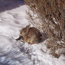 Rabbit with cottontail rabbit papillomavirus