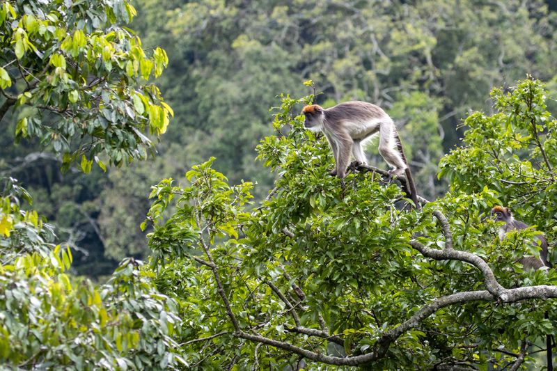 Grey monkey prepares to jump through the trees from a thin branch