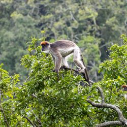 Grey monkey prepares to jump through the trees from a thin branch