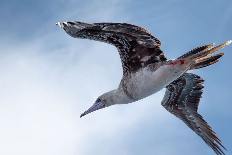 Red-footed booby, photograph taken from underneath as the bird glides through the sky. 