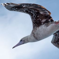 Red-footed booby, photograph taken from underneath as the bird glides through the sky. 