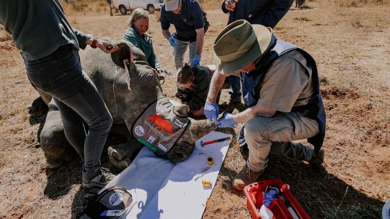 The veterinary team of the Limpopo Rhino Orphanage monitors a white rhino while Professor James Larkin, Chief Scientific Officer of the Rhisotope Project, inserts a dosage of radioisotopes into the horn of a white rhino. 