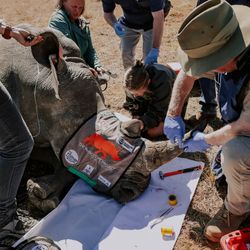 The veterinary team of the Limpopo Rhino Orphanage monitors a white rhino while Professor James Larkin, Chief Scientific Officer of the Rhisotope Project, inserts a dosage of radioisotopes into the horn of a white rhino. 