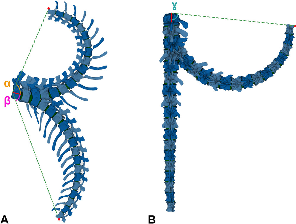Two views of the potential movement of the giraffatitan's tail. It is very bendy in all directions, basically. Two views of the potential movement of the giraffatitan's tail. It is very bendy in all directions, basically.