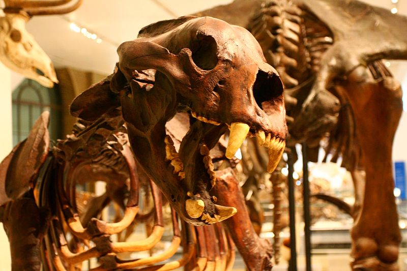 Short faced bear skeleton showing huge teeth taken in a museum.